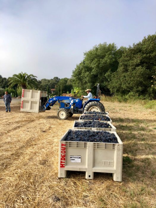 4 bins of Sagrantino from Hydeout Sonoma harvest 2019
